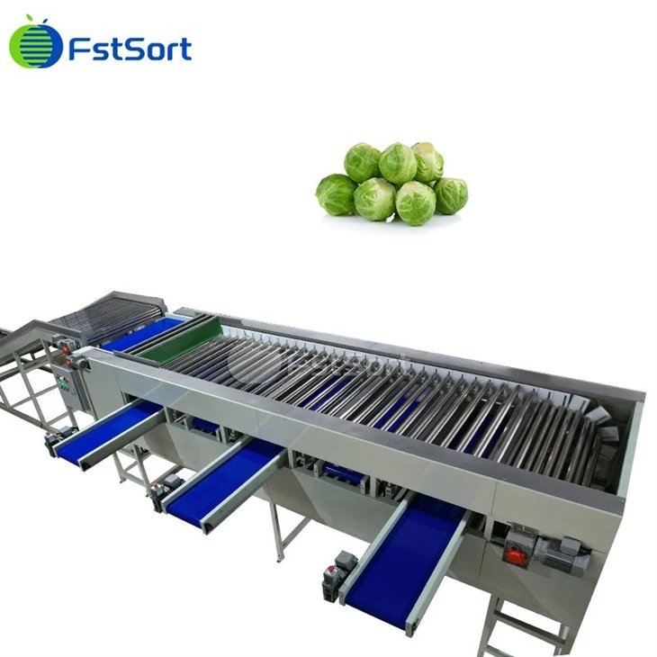Għoli Effiċjenti FstSort Brussels Sprout Sorting Line Magni tal-Gradazzjoni tal-Ħxejjex